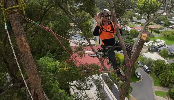 Tree Removal Sunshine Coast | Qualified Arborists | Mudjimba Trees