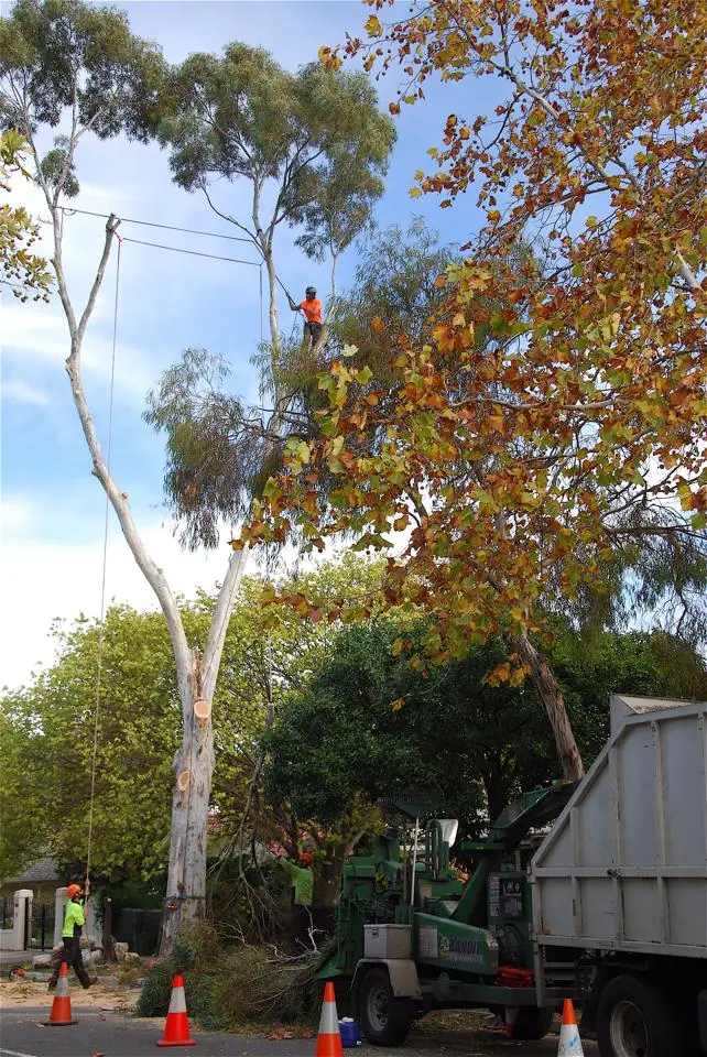 Tree Removal Sunshine Coast | Qualified Arborists | Mudjimba Trees